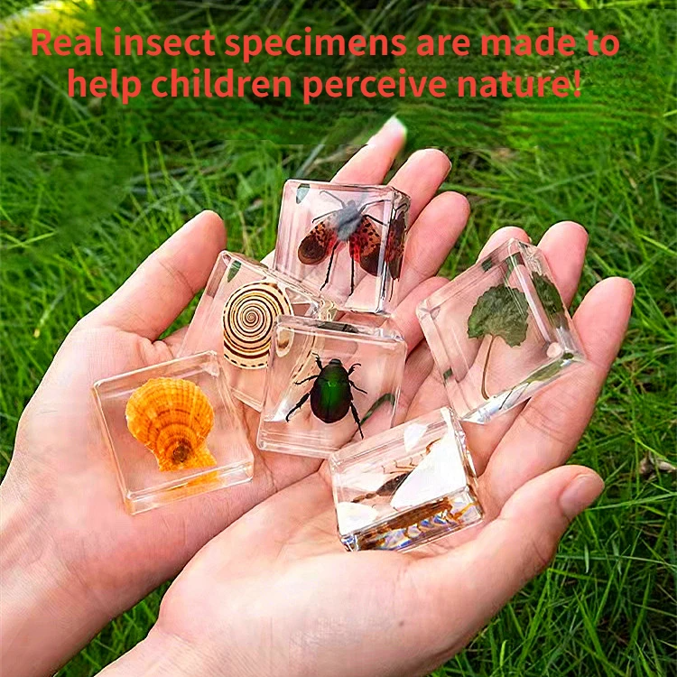Toystar Insect Collection | Unique Animal Specimens - 12 Wooden Insects in Resin - Unieke Dierlijke Specimens - 12 Houten ...