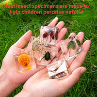 Thumbnail for Toystar Insect Collection | Unique Animal Specimens - 12 Wooden Insects in Resin - Unieke Dierlijke Specimens - 12 Houten ...
