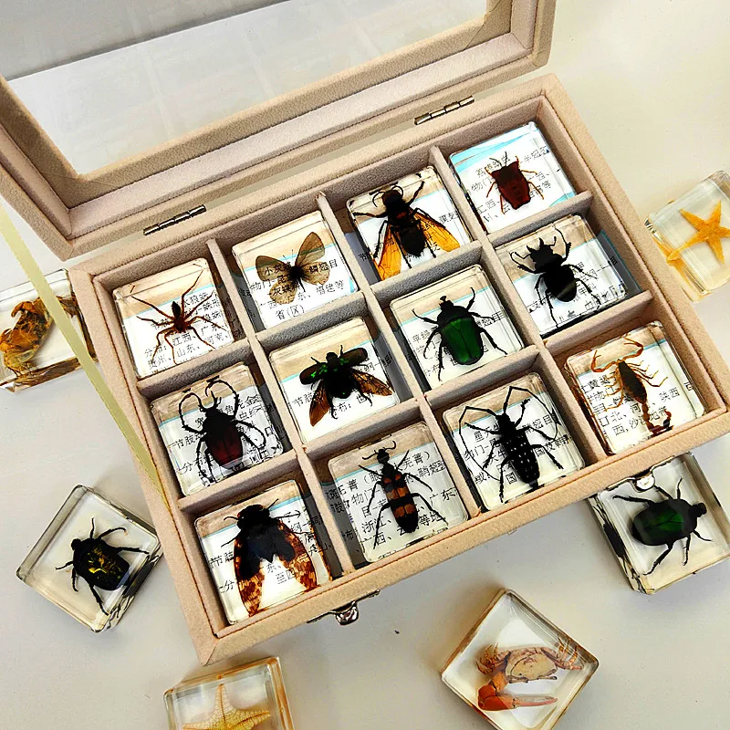 Toystar Insect Collection | Unique Animal Specimens - 12 Wooden Insects in Resin - Unieke Dierlijke Specimens - 12 Houten ...