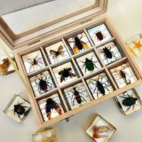 Thumbnail for Toystar Insect Collection | Unique Animal Specimens - 12 Wooden Insects in Resin - Unieke Dierlijke Specimens - 12 Houten ...
