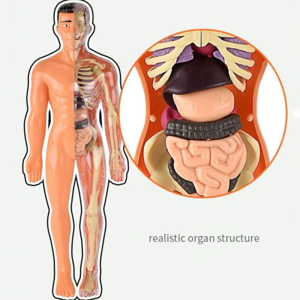 Toystar Human Body Anatomy Model | Educational Toys - Discover the Body - Menselijk Lichaam Anatomie Model | Educatief Spe...