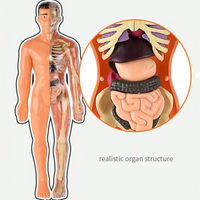 Thumbnail for Toystar Human Body Anatomy Model | Educational Toys - Discover the Body - Menselijk Lichaam Anatomie Model | Educatief Spe...