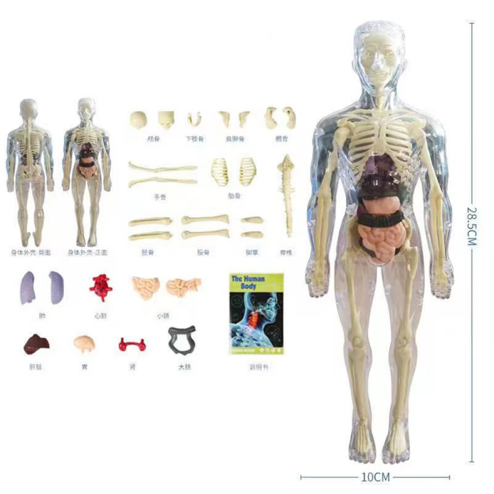 Toystar Human Body Anatomy Model | Educational Toys - Discover the Body - Menselijk Lichaam Anatomie Model | Educatief Spe...