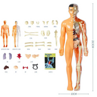 Thumbnail for Toystar Human Body Anatomy Model | Educational Toys - Discover the Body - Menselijk Lichaam Anatomie Model | Educatief Spe...
