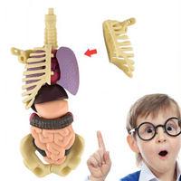 Thumbnail for Toystar Human Body Anatomy Model | Educational Toys - Discover the Body - Menselijk Lichaam Anatomie Model | Educatief Spe...