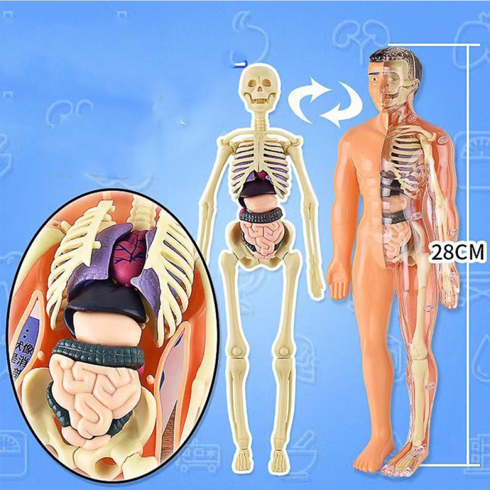 Toystar Human Body Anatomy Model | Educational Toys - Discover the Body - Menselijk Lichaam Anatomie Model | Educatief Spe...