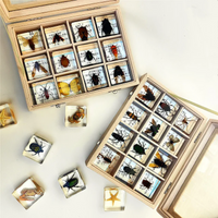 Thumbnail for Toystar Insect Collection | Unique Animal Specimens - 12 Wooden Insects in Resin - Unieke Dierlijke Specimens - 12 Houten ...