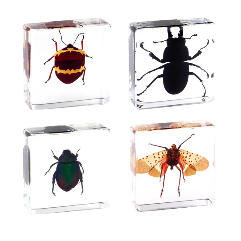 Toystar Insect Collection | Unique Animal Specimens - 12 Wooden Insects in Resin - Unieke Dierlijke Specimens - 12 Houten ...