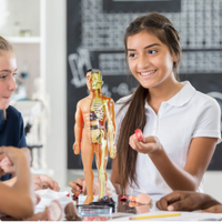 Thumbnail for Toystar Human Body Anatomy Model | Educational Toys - Discover the Body - Menselijk Lichaam Anatomie Model | Educatief Spe...