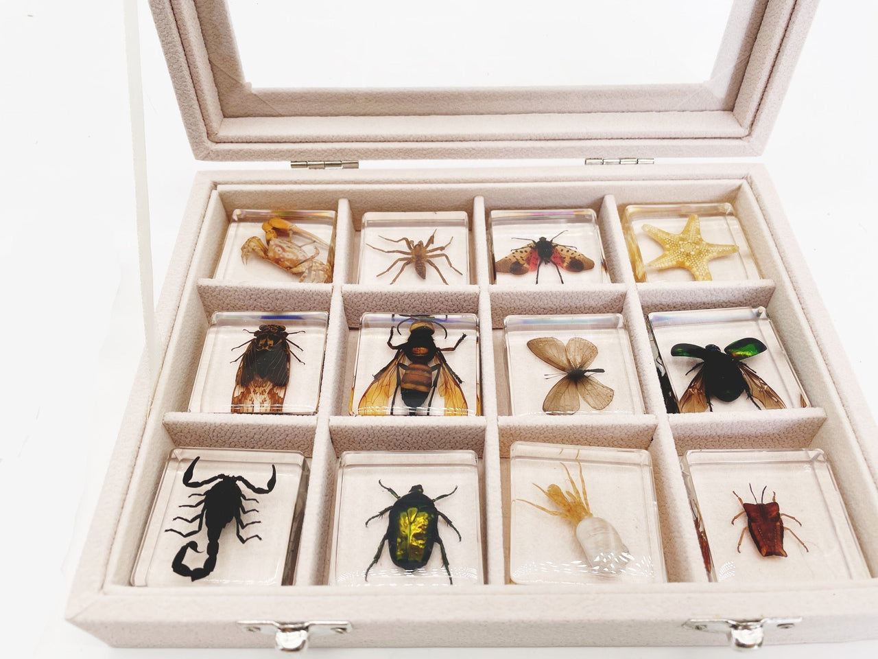Toystar Insect Collection | Unique Animal Specimens - 12 Wooden Insects in Resin - Unieke Dierlijke Specimens - 12 Houten ...