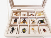 Thumbnail for Toystar Insect Collection | Unique Animal Specimens - 12 Wooden Insects in Resin - Unieke Dierlijke Specimens - 12 Houten ...