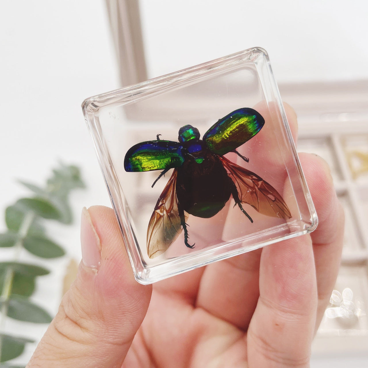 Toystar Insect Collection | Unique Animal Specimens - 12 Wooden Insects in Resin - Unieke Dierlijke Specimens - 12 Houten ...
