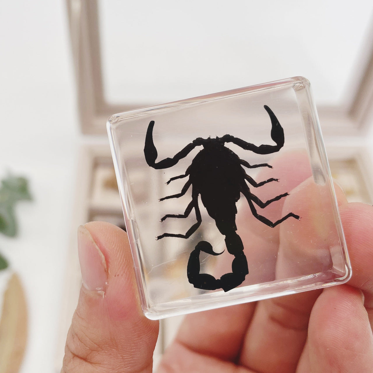 Toystar Insect Collection | Unique Animal Specimens - 12 Wooden Insects in Resin - Unieke Dierlijke Specimens - 12 Houten ...