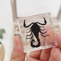 Thumbnail for Toystar Insect Collection | Unique Animal Specimens - 12 Wooden Insects in Resin - Unieke Dierlijke Specimens - 12 Houten ...
