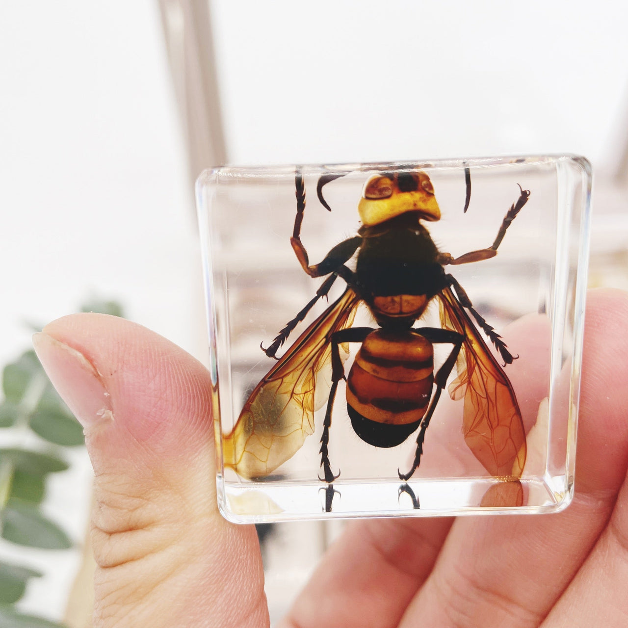 Toystar Insect Collection | Unique Animal Specimens - 12 Wooden Insects in Resin - Unieke Dierlijke Specimens - 12 Houten ...