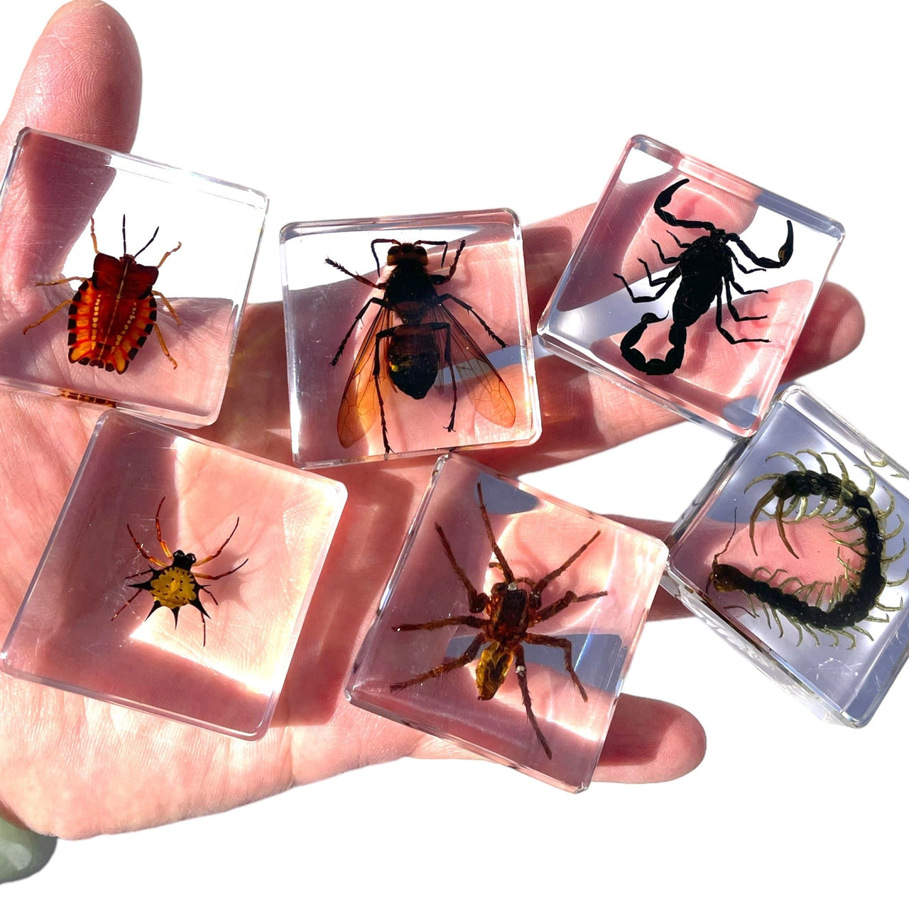 Toystar Insect Collection | Unique Animal Specimens - 12 Wooden Insects in Resin - Unieke Dierlijke Specimens - 12 Houten ...