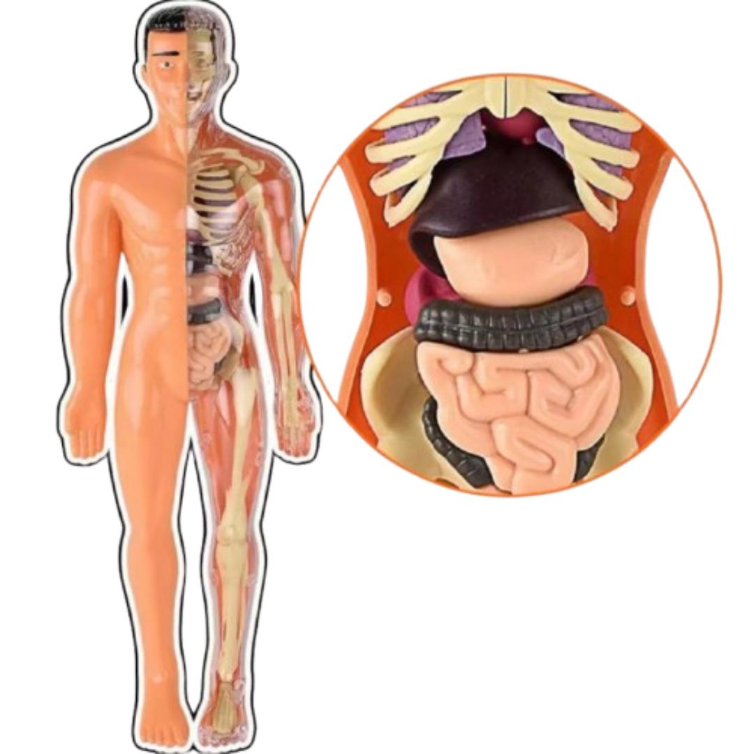 Toystar Human Body Anatomy Model | Educational Toys - Discover the Body - Menselijk Lichaam Anatomie Model | Educatief Spe...